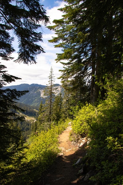 Brown on the dirt road green pine trees during the day
